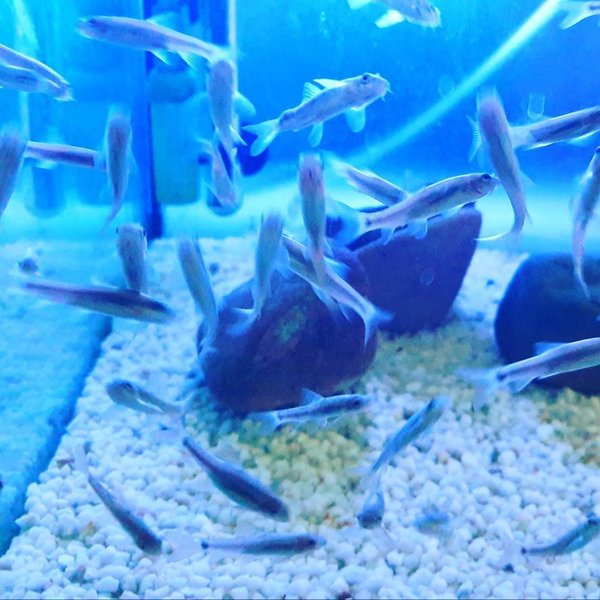 Garra Rufa, Knabberfische, Dr. Fish, Kangalfische